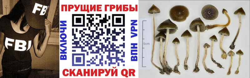 Псилоцибиновые грибы Psilocybine cubensis  Соликамск 